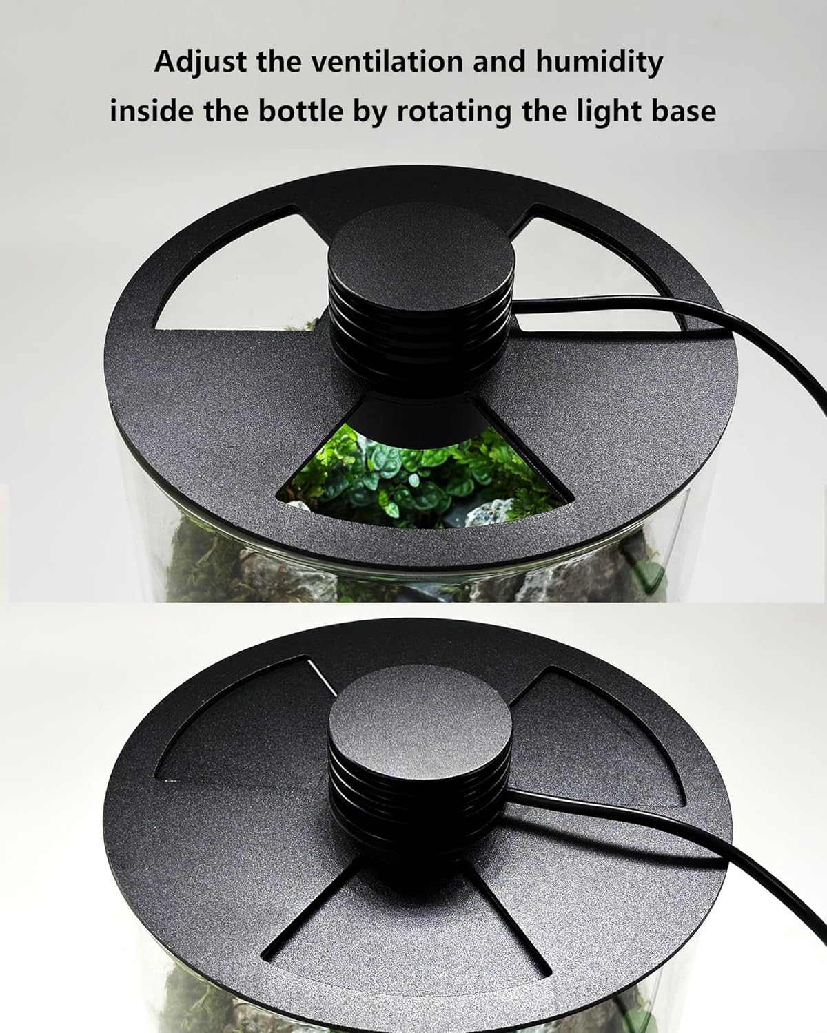 Terrario de Vidrio para Interi - Home Office Lamp reseña y precio